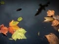 Autumn Shadows by Alison Crea