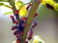 Bugs on a Tree by Alison Crea