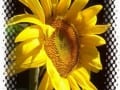 Sunflower by Jenny Grave