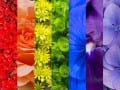 Floral Rainbow by Deborah Keir