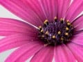 Flower Detail - 117_Web