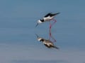 Black-winged Stilt.jpg