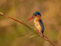 2005-Malachi-Kingfisher-60s