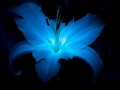 2005-UV-fluorescence-117N