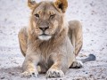 2005-Winking-Lion-46S