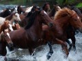 2005-horses-1-111s